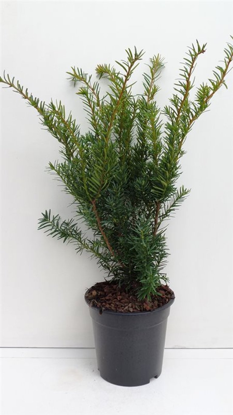 Taxus media 'Densiformis' - C3 40-50 CM